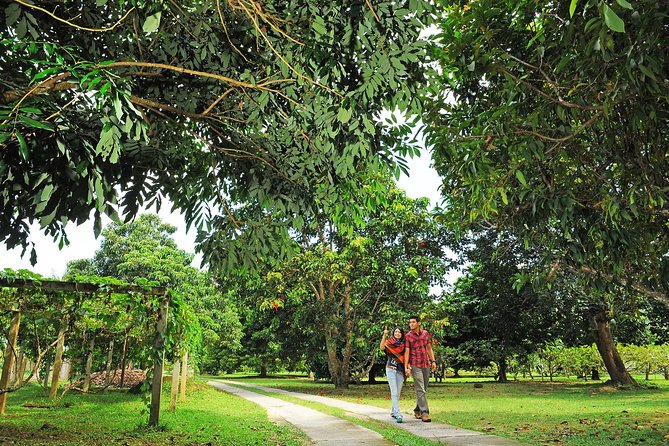 Penang Tropical Fruit Farm with Fruit Tasting - The 30-minute guided walk among the fruit trees
