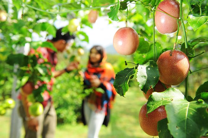 Penang Tropical Fruit Farm with Fruit Tasting - Tea, honey, enzymes, and natural soap