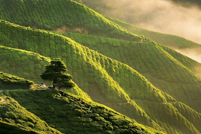 Private: Cameron Highlands 2 days 1 night Trip - Boh Tea Estate gives you a second view of tea country