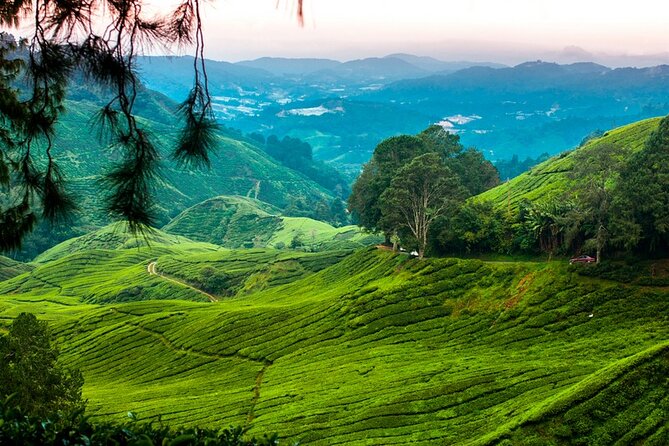 Private Full-Day Cameron Highlands Nature Tour from Kuala Lumpur - Ringlet and the Orang Asli introduction