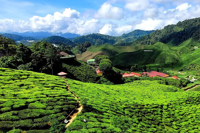 Private Full-Day Cameron Highlands Nature Tour from Kuala Lumpur - Bee farms, honey, and the working highlands