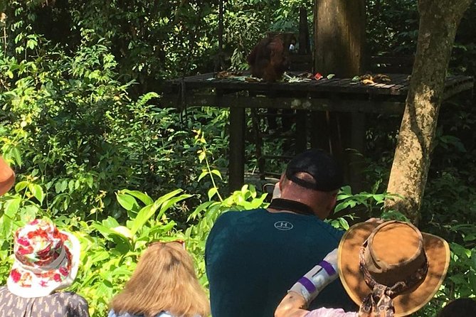 Private Full Day Sepilok Orang Utan, Bornean Sun Bear and Rainforest Discovery Center Tour - Starting at 8am from Sandakan