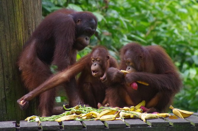 Private Full Day Sepilok Orang Utan, Bornean Sun Bear and Rainforest Discovery Center Tour - Walking through the Rainforest Discovery Centre