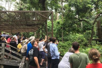 Private Full Day Sepilok Orang Utan, Bornean Sun Bear and Rainforest Discovery Center Tour