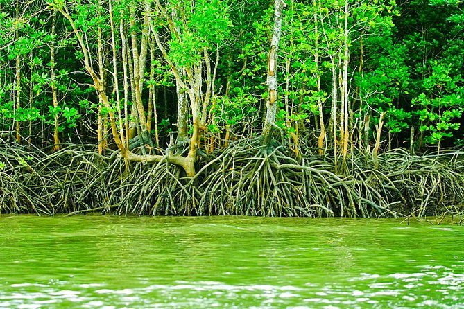 Private Mangrove Tour 3 Hour (max 8 People) - Fish Farm and the open sea
