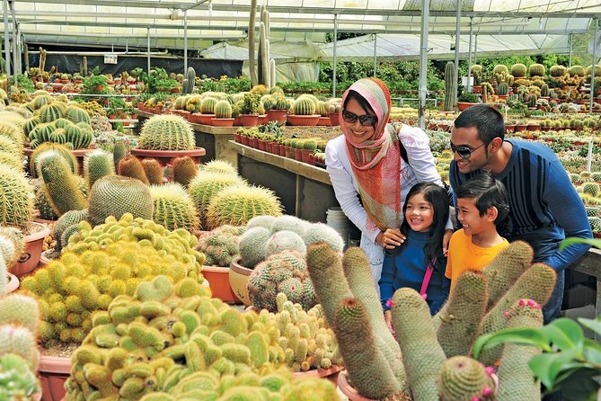 Private Nature Trip to Cameron Highlands from Kuala Lumpur - Timing, comfort, and who should book