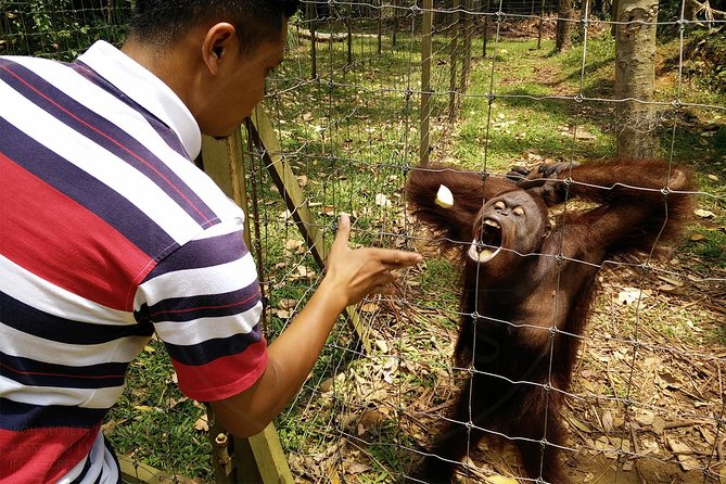 Private Tour: Ipoh Secrets Taiping Heritage & Orang Utan Island - A private route from Ipoh into Taiping country
