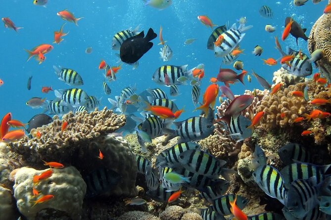 RAID Try-Dive Experience in Kota Kinabalu - Learning the equipment before entering the water