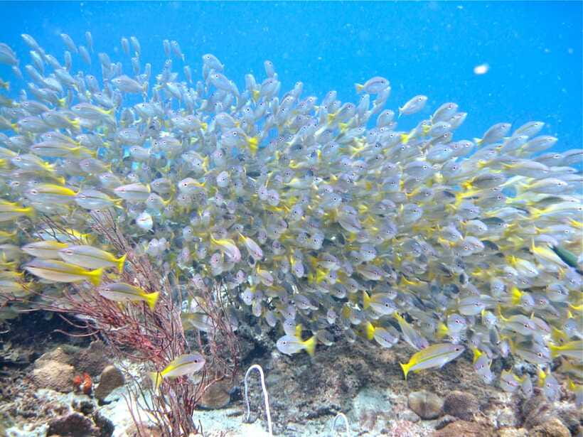 RAID Try-Dive in Kota Kinabalu, Sabah - Languages, equipment, and the feel of the day