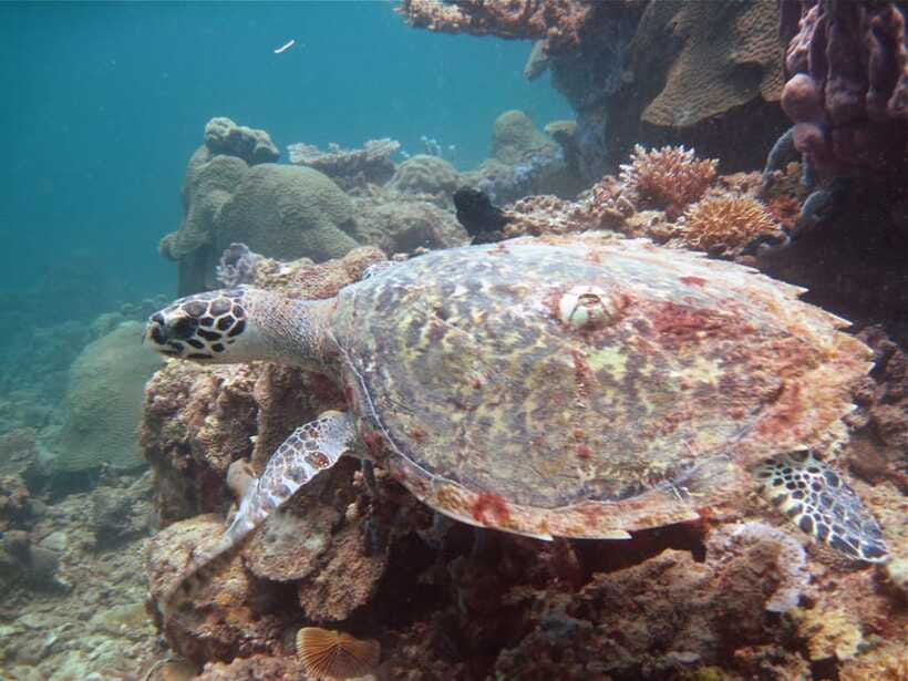 RAID Try-Dive in Kota Kinabalu, Sabah - Who will get the most from this experience