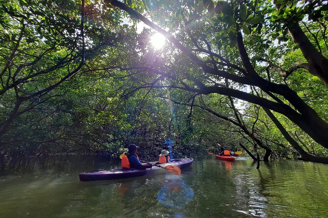 River Exploration and Mangrove Nature Tour by kayaking - Morning or sunset: choosing your session