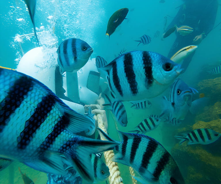 Sabah: Dreamer Island Snorkeling Day Tour Ticket - From Kota Kinabalu to Star Marina