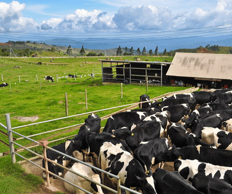 Sabah: Kinabalu Park, Hot Springs, and Cow Farm Day Tour - Kinabalu Park and the Mount Kinabalu views