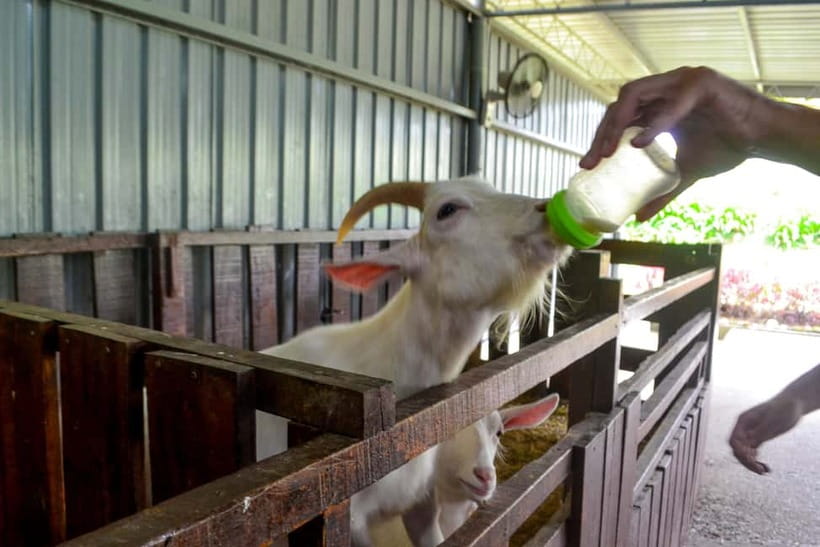 Sabah: Kinabalu Park, Poring Hot Springs & Desa Farm Tour - Is $79 fair for the day?