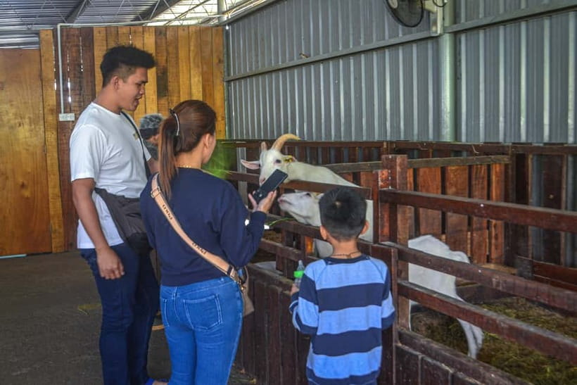 Sabah: Kinabalu Park, Poring Hot Springs & Desa Farm Tour - Desa Dairy Farm and the Little New Zealand idea