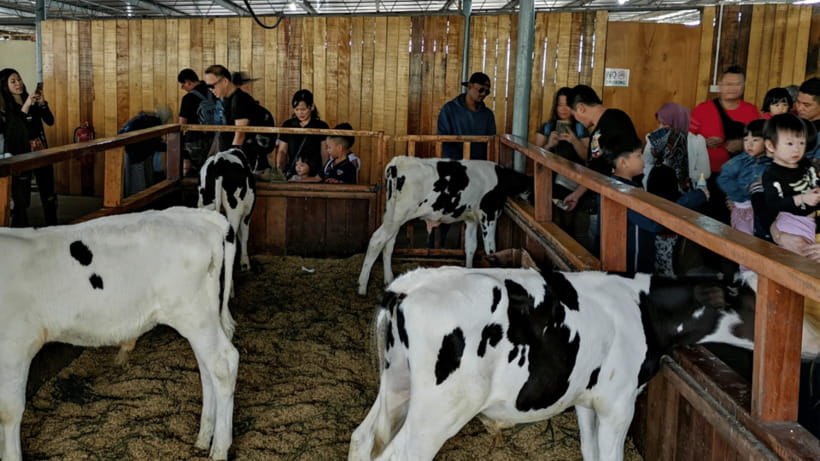 Sabah: Kundasang Nature Day Tour - Moroli River fish spa