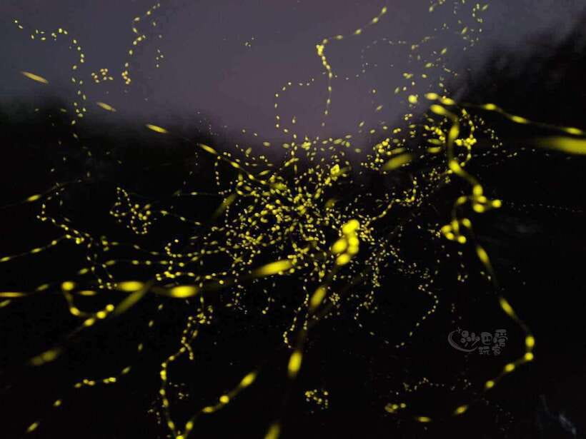 Sabah: Mangrove Fireflies, and Sky Mirror Dream Beach Tour - Why the firefly cruise is the real prize
