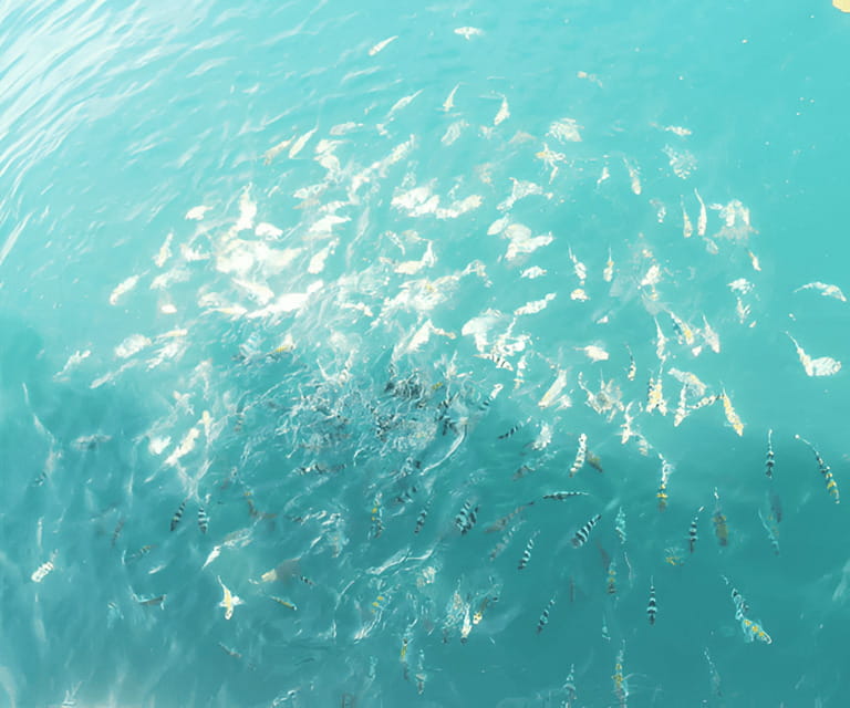 Sabah: Manukan and Sapi Islands Excursion Ticket - Should you book Manukan and Sapi?