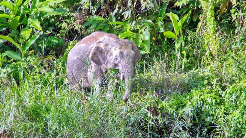Sandakan: 2 Days 1 Night Bilit, Kinabatangan River Wildlife - Key points before you book