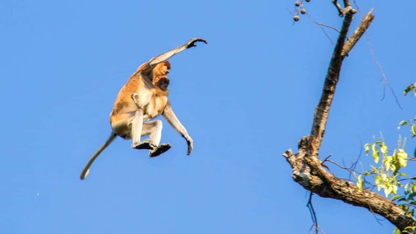 Sandakan: 2 Days 1 Night Bilit, Kinabatangan River Wildlife - What the price means at $381