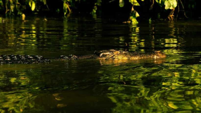 Sandakan: 2 Days 1 Night Bilit, Kinabatangan River Wildlife - Who will enjoy Bilit most
