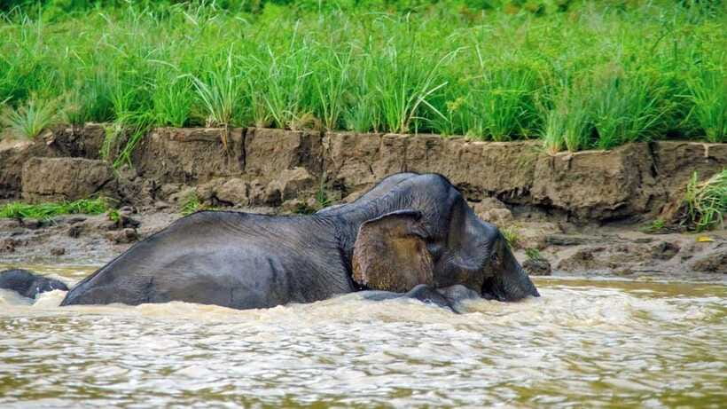 Sandakan: 2 Days 1 Night Bilit, Kinabatangan River Wildlife - Booking details worth checking first