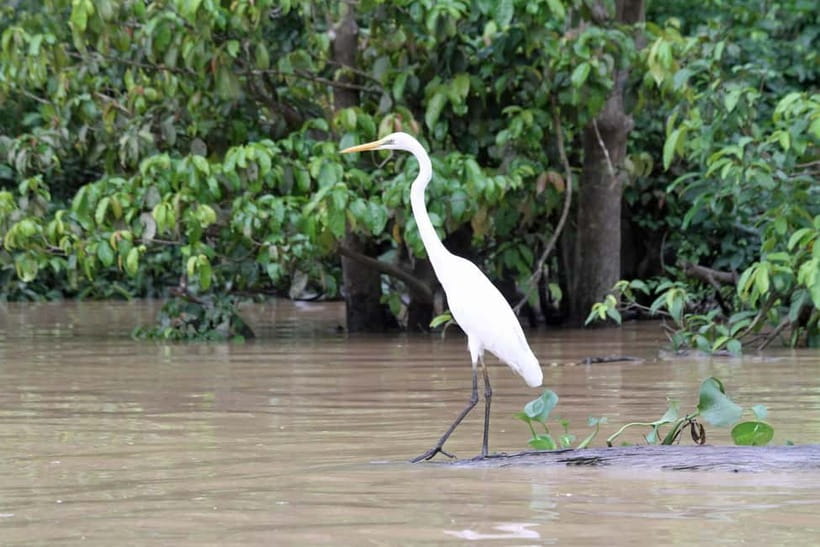 Sandakan: 3D2N The Wild Heart of Borneo River Secrets - Why the Kinabatangan River is worth three days