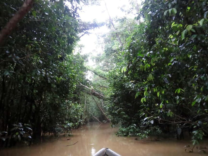 Sandakan: 3D2N The Wild Heart of Borneo River Secrets - The jungle walk: reading signs instead of chasing animals