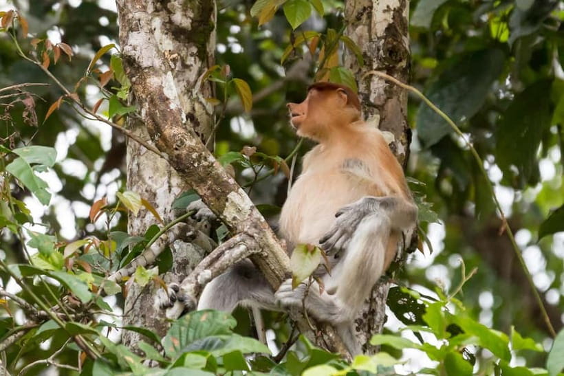 Sandakan: 3D2N The Wild Heart of Borneo River Secrets - The final morning: a last chance before Sandakan
