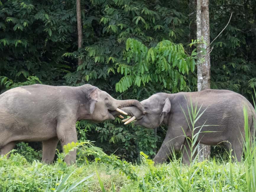Sandakan: Gomantong Cave Echoes & Kinabatangan River Safari - The 4 pm Kinabatangan River cruise