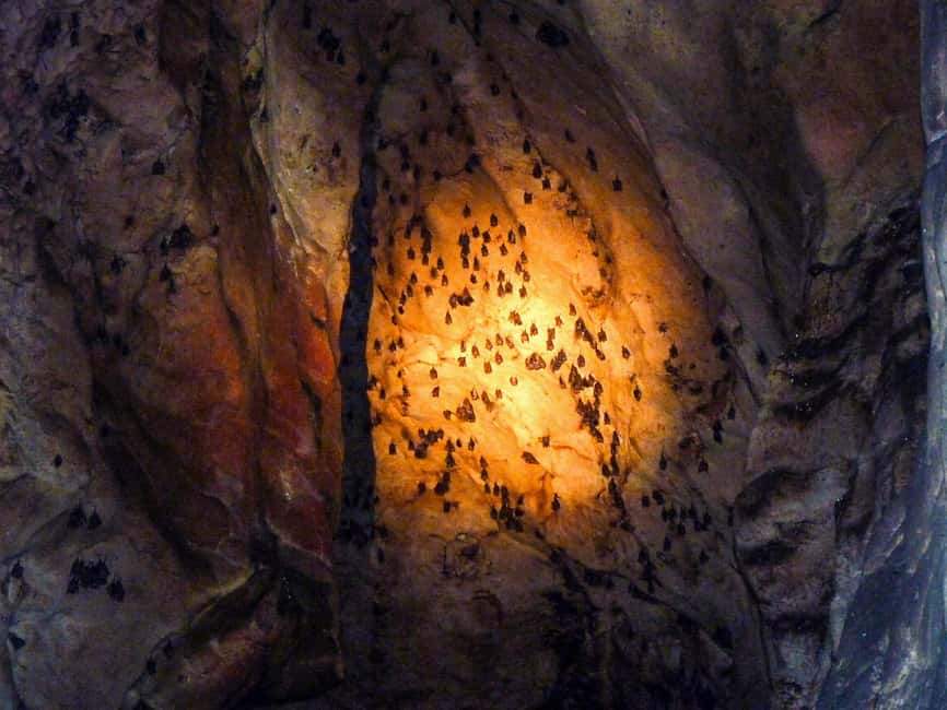 Sandakan: Gomantong Cave Echoes & Kinabatangan River Safari - What a strong wildlife sighting can look like