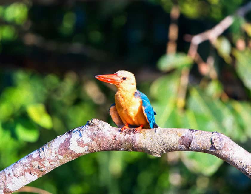 Sandakan: Gomantong Cave Echoes & Kinabatangan River Safari - Who should book this Sandakan day trip?