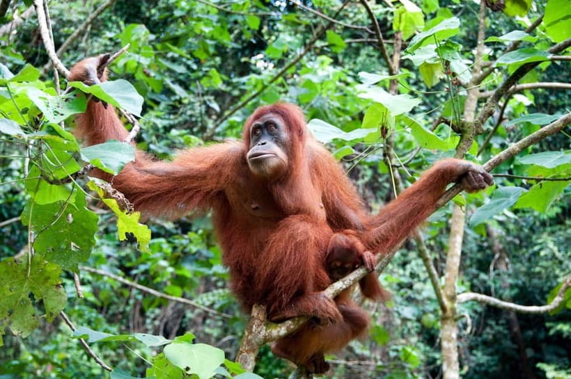 Sandakan: Kinabatangan River Wildlife Cruise with Lunch - Is $207 good value?