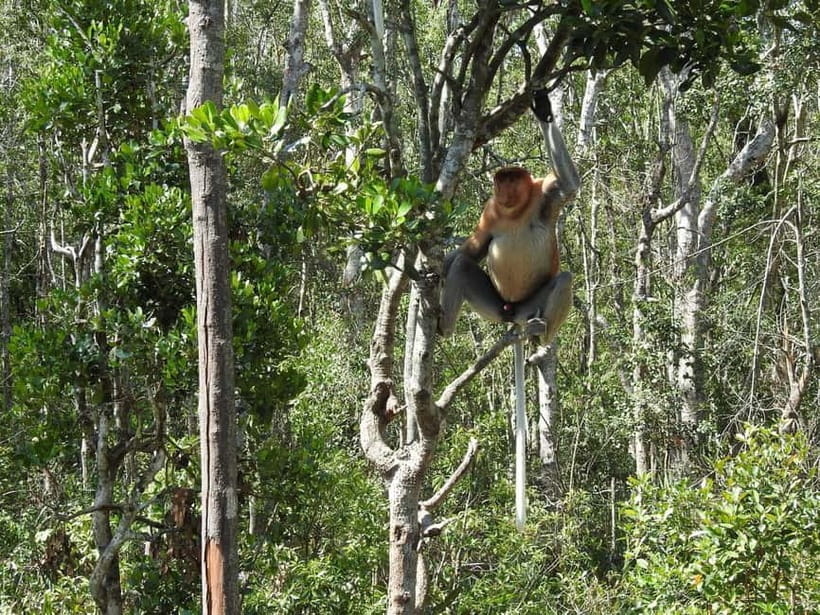 Sandakan: Kinabatangan River Wildlife Cruise with Lunch - Lunch and afternoon tea before the cruise