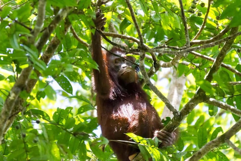 Sandakan: Sukau Rainforest Wildlife Journey & Dawn Cruises - Dawn on the Kinabatangan