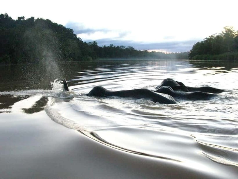 Sandakan: Sukau Rainforest Wildlife Journey & Dawn Cruises - Jungle Walks and the Three-Day Option