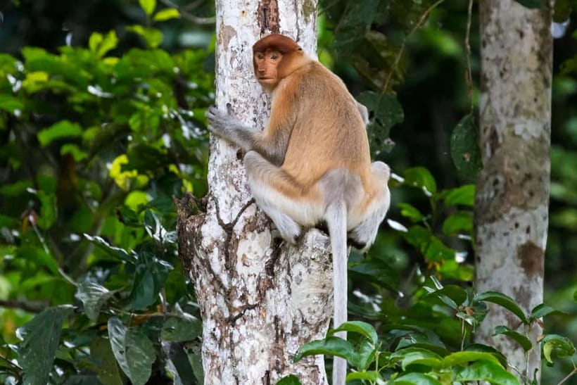 Sandakan: Sukau Rainforest Wildlife Journey & Dawn Cruises - What the $107 Price Really Buys