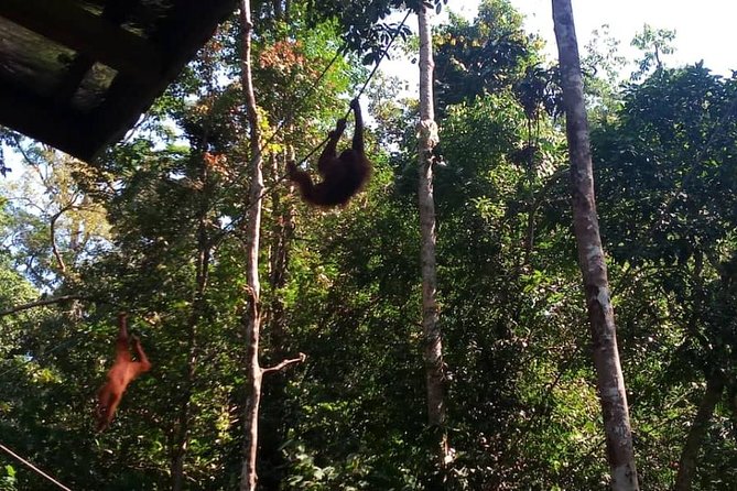 Semenggoh Orangutan Center & Sarawak Cultural Village - The Guide Can Make or Break the Day