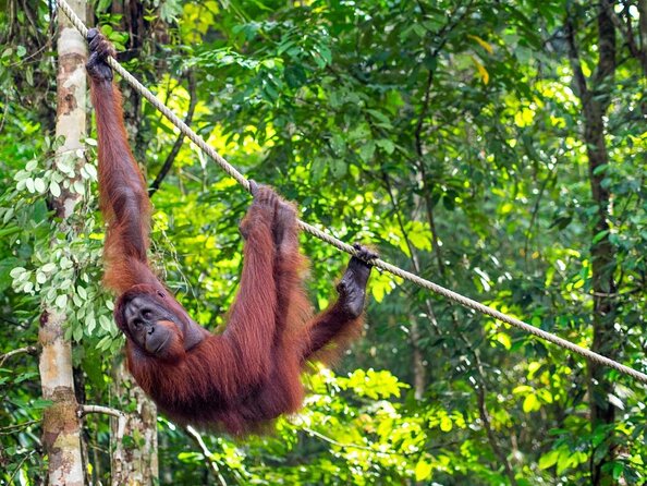 Semenggoh Orangutan Centre from Kuching - Key points to know before you book