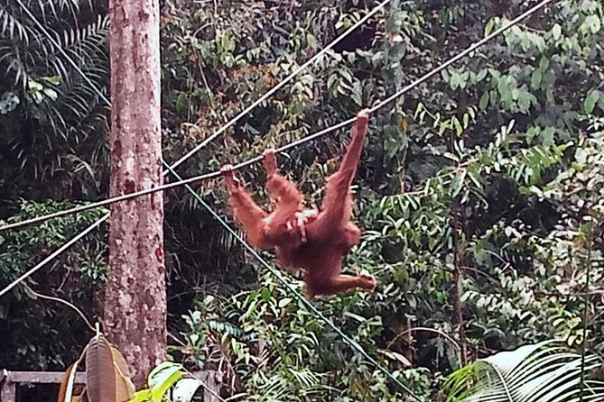 Semenggoh Orangutan Centre from Kuching - The rainforest walk to the platform