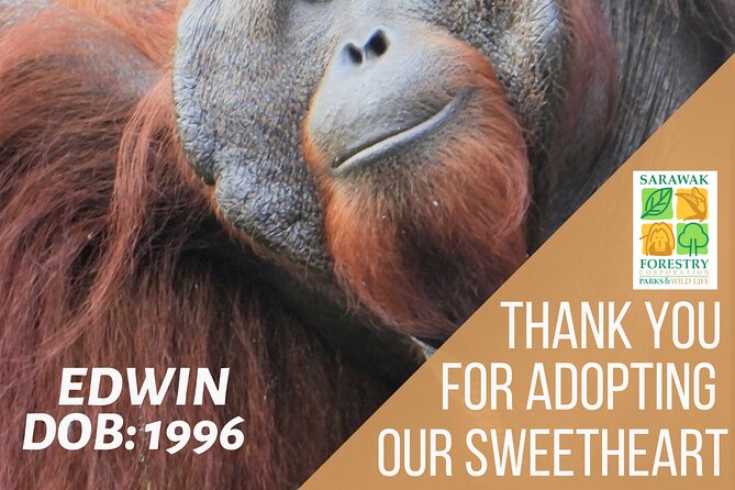 Semenggoh Orangutan Centre from Kuching - Who should book this half-day outing?