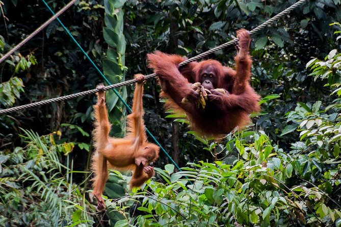 Semenggoh Wildlife Centre: Orangutan Discovery from Kuching - Walking conditions and what to bring