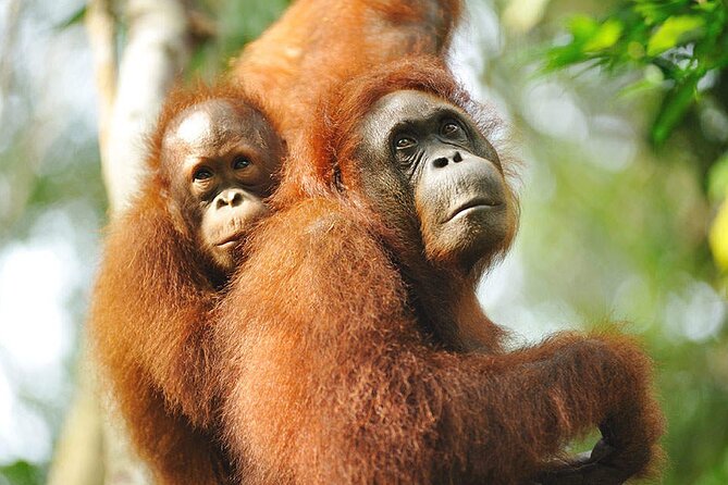 Semenggoh Wildlife Centre: Orangutan Discovery from Kuching - The biggest risk: no orangutan appearance