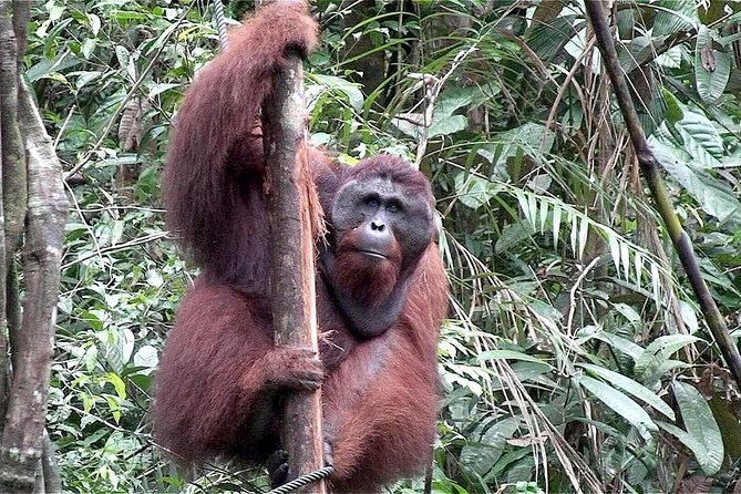 Semenggoh Wildlife Centre: Orangutan Discovery from Kuching - Booking details that affect your plans