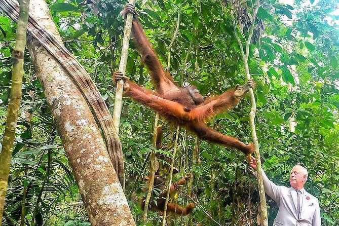 Semenggoh Wildlife Centre: Orangutan Discovery from Kuching - What happens at the wildlife centre