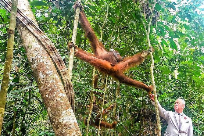 Semenggoh Wildlife Centre Tour: Discover Sarawak’s Orangutans - The drive from Kuching to Semenggoh