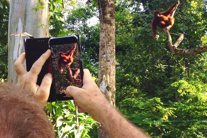 Semenggoh Wildlife Centre Tour: Discover Sarawak’s Orangutans - Why the guides make a difference