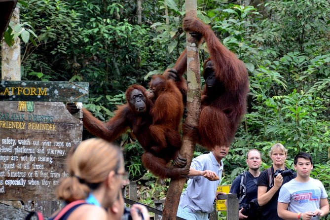Semenggoh Wildlife Centre Tour: Discover Sarawak’s Orangutans - Is $70.10 a fair price?