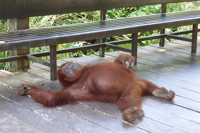 Semenggoh Wildlife Centre Tour: Discover Sarawak’s Orangutans - Who will enjoy this short wildlife tour?