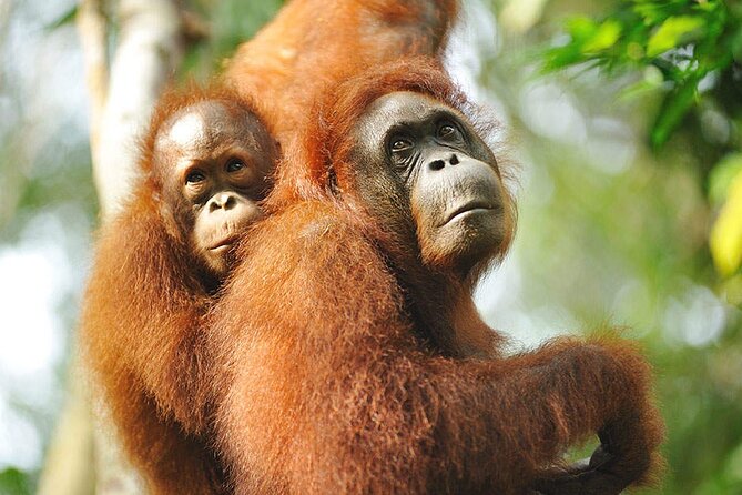 Semenggoh Wildlife Centre Tour: Discover Sarawak’s Orangutans - Booking and cancellation details